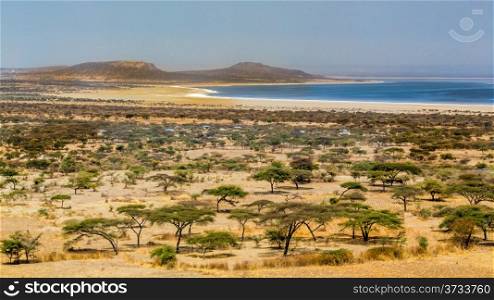 Acacia trees and sparse vegetation in the dry savannah grasslands in Abjatta-shalla national park, Ethiopia