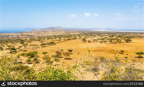 Acacia trees and sparse vegetation in the dry savannah grasslands in Abjatta-shalla national park, Ethiopia