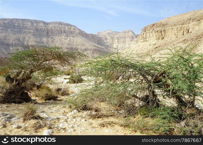Acacia trees in Makhtesh Katan crater in Israel