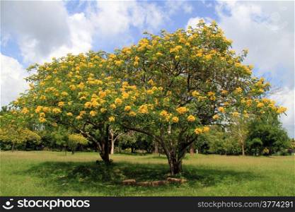 Acacia with yellow flowers on the green grass