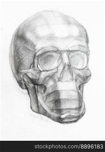 academic drawing - gypsum model of human skull hand drawn by regular pencil on white pape