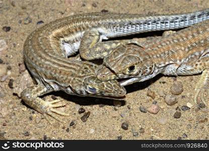 Acanthodactylus cantoris. Here males bighting for dominance over each other. Sam, Jaisalmer, Rajasthan, India.