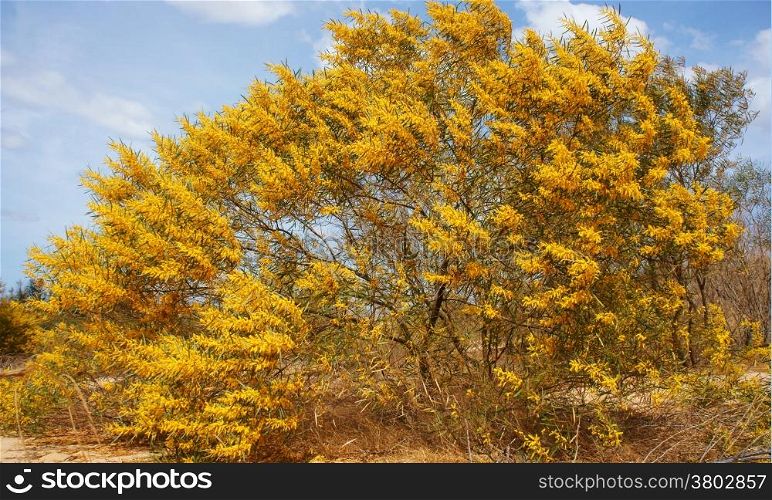 Acassia aneura bloom in brilliant yellow on sand hill in springtime , this tree belong Acasia family, scientific name is: Acasia auriculiformis