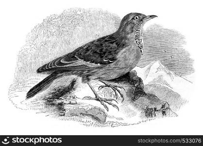 Accentor Alps, Alpine Accentor, vintage engraved illustration. Magasin Pittoresque 1852.