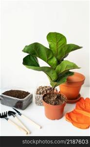 Accessories for transplanting a flowerpot-ficus lyrata. Potted home plant ficus lyrata. Home gardening. Plants that are air purifiers. Accessories for transplanting a flowerpot-ficus lyrata. Potted home plant ficus lyrata. Home gardening. Plants that are air purifiers.