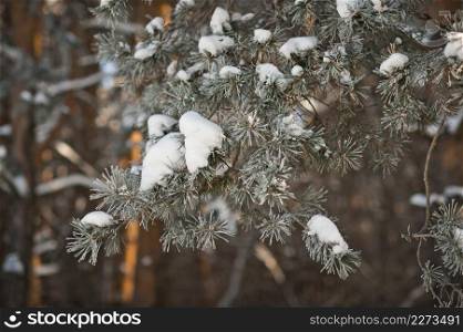 Accumulations of snow on the branches of pine paws.. Snow-covered pine branches close-up 3921.
