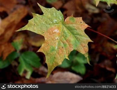 acer maple leaf autumn after rain