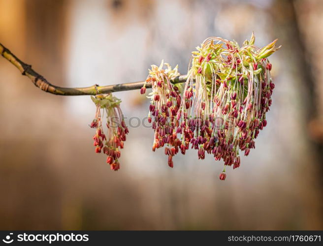 Acer Negundo, young green leaves with seeds and flowers under the spring sun