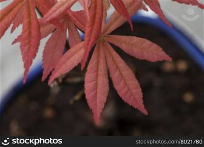 Acer palmatum leaves in close up, horizontal image