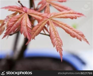 Acer palmatum leaves in close up, horizontal image