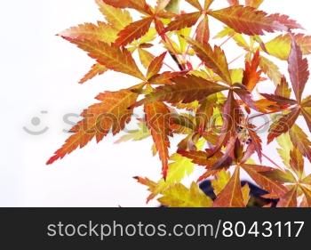 Acer palmatum leaves, isolated over white background, horizontal image
