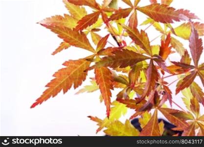 Acer palmatum leaves, isolated over white background, horizontal image