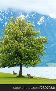 Achensee ( Lake Achen) summer landscape with blossoming chestnut tree and benches on shore (Austria).