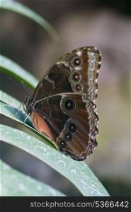 Achilles morpho butterfly