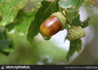 acorn oak fall tree oak tree