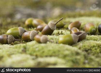 Acorns