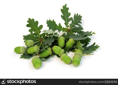 Acorns and oak branches on white background