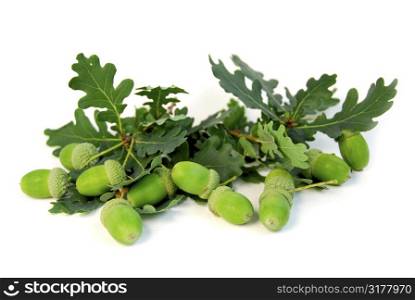 Acorns and oak branches on white background