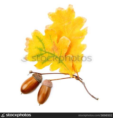 acorns and oak leaves isolated on white background