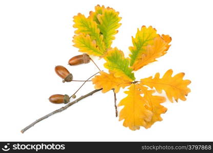 acorns and oak leaves isolated on white background