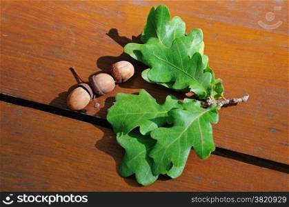 acorns and oak leaves on a wooden board