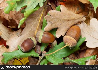 Acorns on a bed of autumn leaves