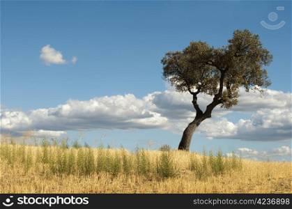 Acorns tree and blue cloudy sky background