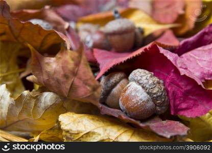 acorns with autumn leaves