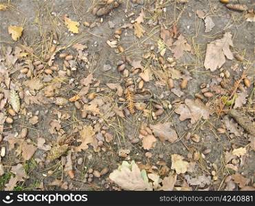 Acorns with leaves laying on the ground