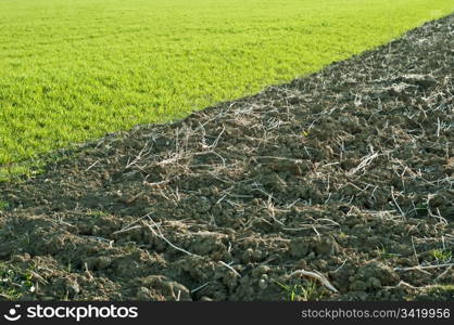 acre and green grass