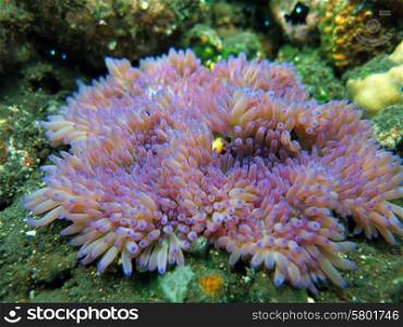 Actiniaria marine plant coral bali