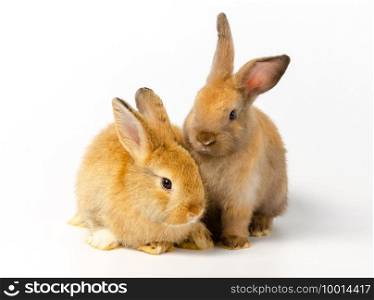 Action of two cute adorable  brown bunny rabbits on white background. Lovely action of adorable baby rabbit