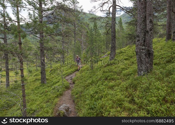 active adult woman in shorts walking in the forest in norway, active adventure hiking