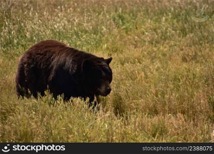 Active black bear moving in a field on a summer day.