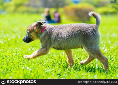 active little puppy running around on green grass on a sunny day
