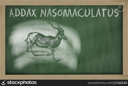Addax nasomaculatus sketched with chalk on blackboard