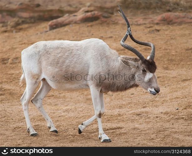 Addax or Mendes antelope: wildlife in Africa. Strepsicerotini