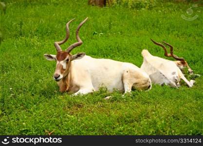Addax white antelope lying in the grass, picture taken in zoo