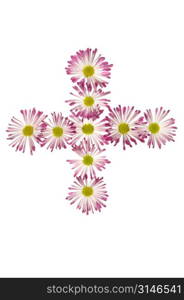 Addition With Pink And White Daisies