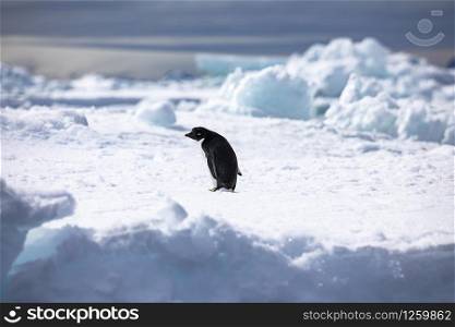 Adelie Penguin turns and looks like a butler in tailcoat on white ice