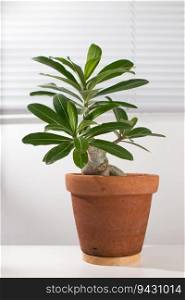 Adenium Bonsai is in a clay pot on a white wooden table.