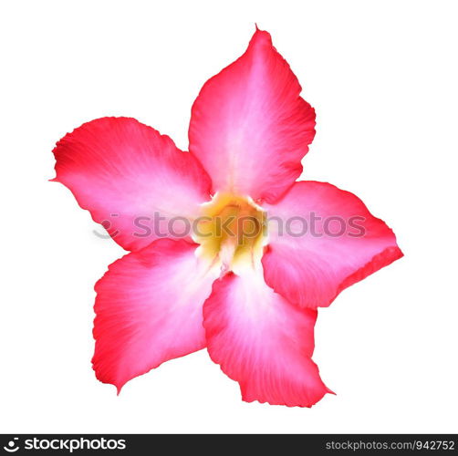 Adenium obesum on white background