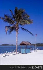 Adirondack chairs on the beach near a palm tree, Miami, Florida, USA
