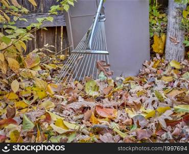 adjustable garden leaf rake - fall backyard work concept