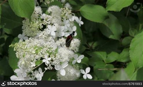 Admiral butterfly drinking nectar on white flowers