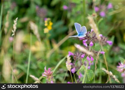Adonis Blue Butterfly (Polyommatus bellargus) feeding on a pink flower