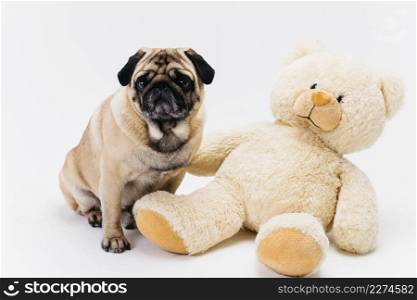 adorable adult pug big teddy bear plush toy