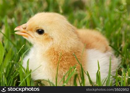 Adorable and little chick on the green grass