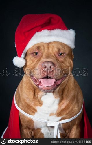 adorable; animal; background; beautiful; boxer; breed; brown; cap; care; carnival; cat; celebration; christmas; claus; congratulation; costume; cute; dachshund; december; dog; domestic; dwarf; elf; funny; hat; holiday; isolated; masquerade; merry; new; pedigree; pet; portrait; postcard; puppy; purebred; red; santa; small; studio; white; xmas; year; young; bad santa; new year; security guard. Dog, a pit bull in Santa&rsquo;s costume, a dog year, a Christmas card.