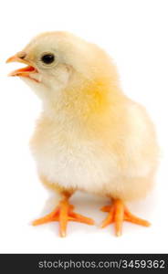 adorable baby chick a over white background